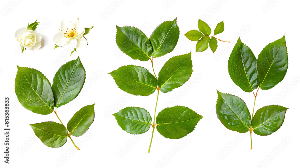 Wild rose leaves isolated on transparent background Wild rose leaves isolated on transparent background