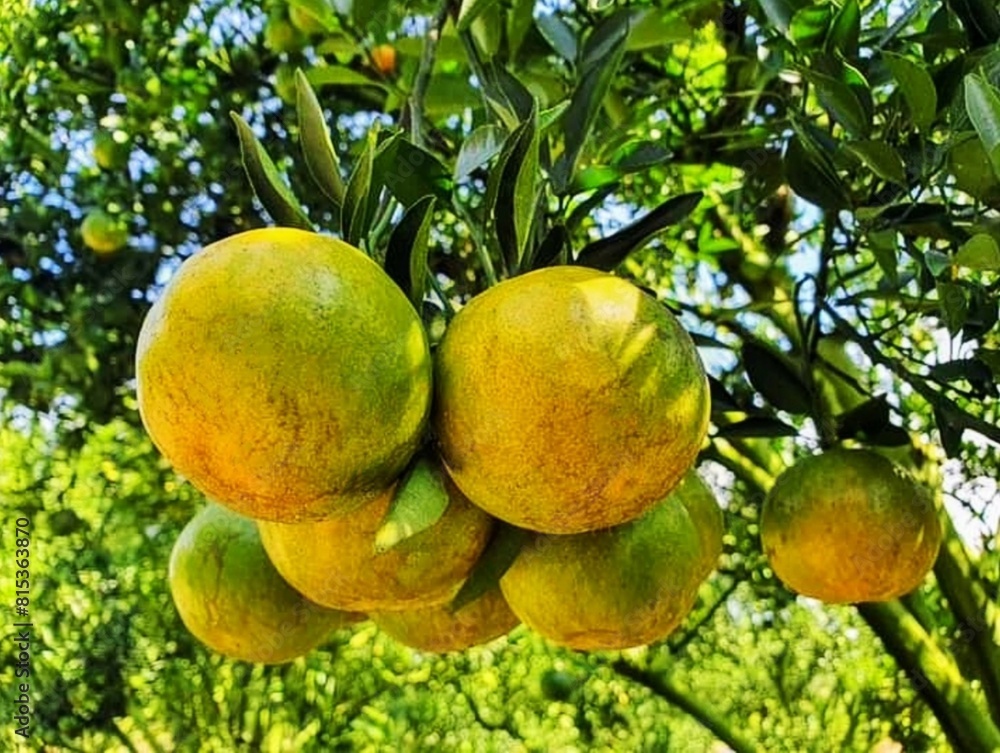 Pictured are ripe oranges from an orange tree growing at high altitude. Pictured are ripe oranges from an orange tree grown at high altitude in northern Thailand. The orange's skin is rough and has a Pictured are ripe oranges from an orange tree growing at high altitude. Pictured are ripe oranges from an orange tree grown at high altitude in northern Thailand. The orange's skin is rough and has a