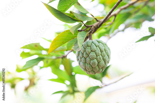 fresh green fruit of Annona squamosa, Sugar-apple, sweetsop, or custard apple,  fruit on the tree in Myanmar village. with a blurred background.
