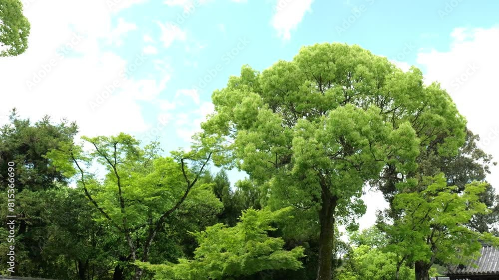 風にそよぐ大木の新緑 風にそよぐ大木の新緑