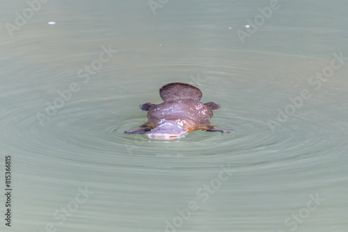 front view of a platypus chewing something in the broken river at eungella national park of queensland