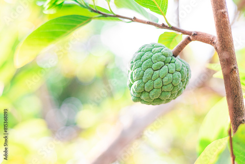 fresh green fruit of Annona squamosa, Sugar-apple, sweetsop, or custard apple,  fruit on the tree in Myanmar village. in the garden with a blurred green background. photo
