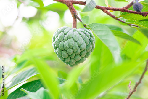 fresh green fruit of Annona squamosa, Sugar-apple, sweetsop, or custard apple,  fruit on the tree in Myanmar village. with a blurred background. photo