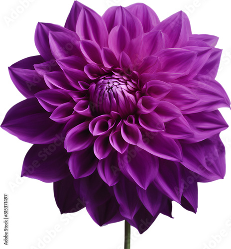 Close-up of a blooming dahlia flower. 