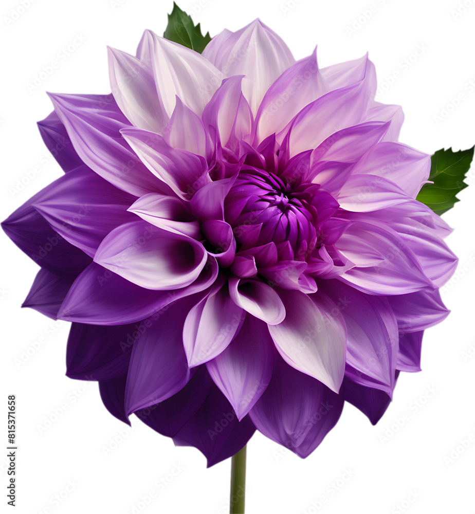Fototapeta premium Close-up of a blooming dahlia flower. 