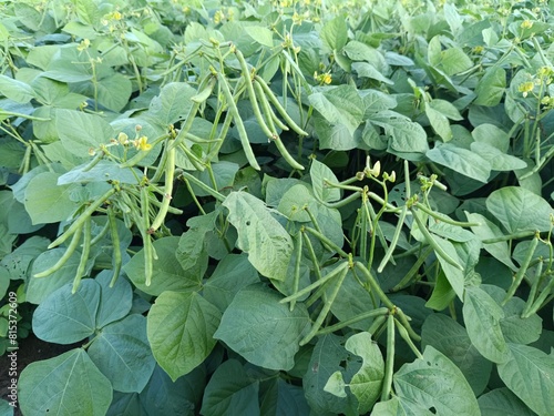 Green Mung bean crop close up in agriculture field, Mung bean green pods (Vigna radiata) and mung bean leaves on the mung bean stalk