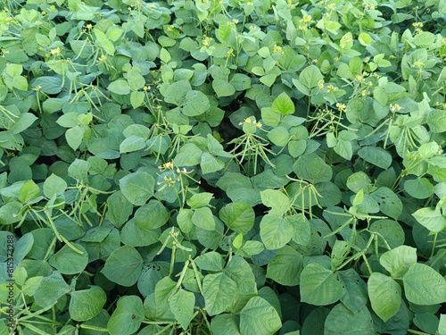 Green Mung bean crop close up in agriculture field, Mung bean green pods (Vigna radiata) and mung bean leaves on the mung bean stalk