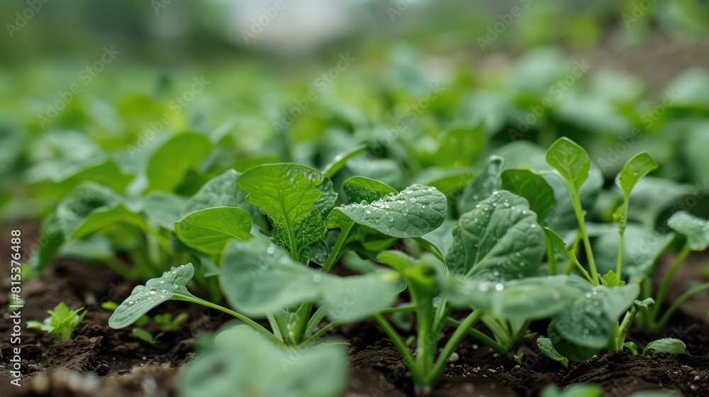 Close-up view of young plant leaves with morning dew, reflecting concepts of new beginnings and growth Close-up view of young plant leaves with morning dew, reflecting concepts of new beginnings and growth