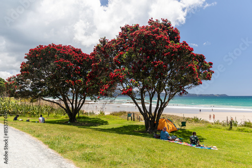 Obraz na plátně Flowering pohutukawa tree and sunbathers relaxing at the beach