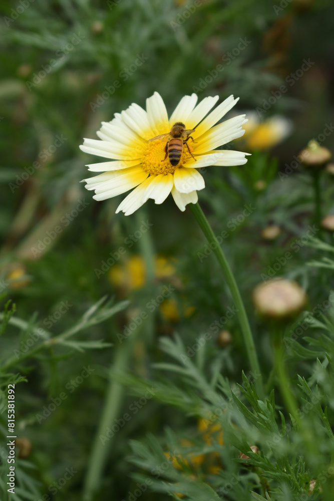 Obraz premium Closeup of beautiful white yellow crown daisy flower closeup, Crown daisy (Glebionis coronaria) in the field close up, white and yellow flower