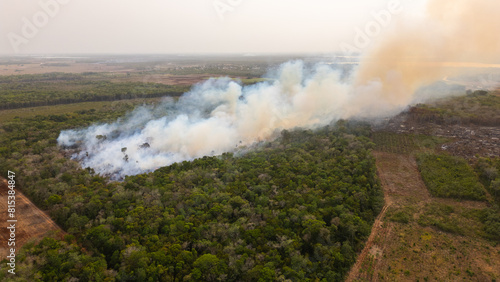 incendio en el bosque lleno de árboles y plantas quemandose, quema de árboles incendio forestal catástrofe ambiental photo