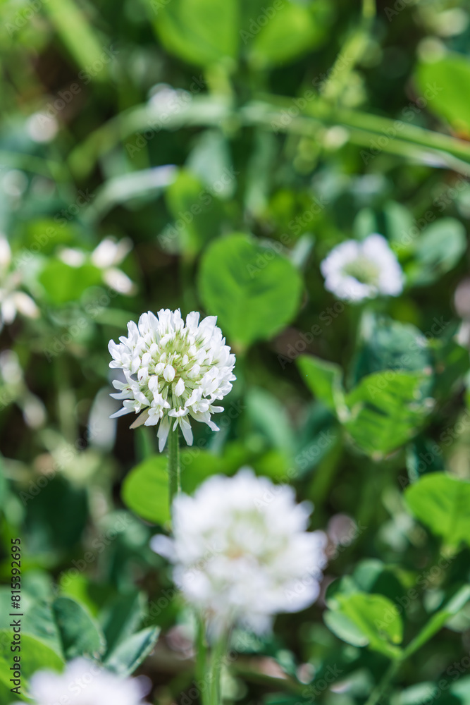 Close-up of shamrock flowers, warm sunlight in spring - shamrock, Trifolium repens Close-up of shamrock flowers, warm sunlight in spring - shamrock, Trifolium repens
