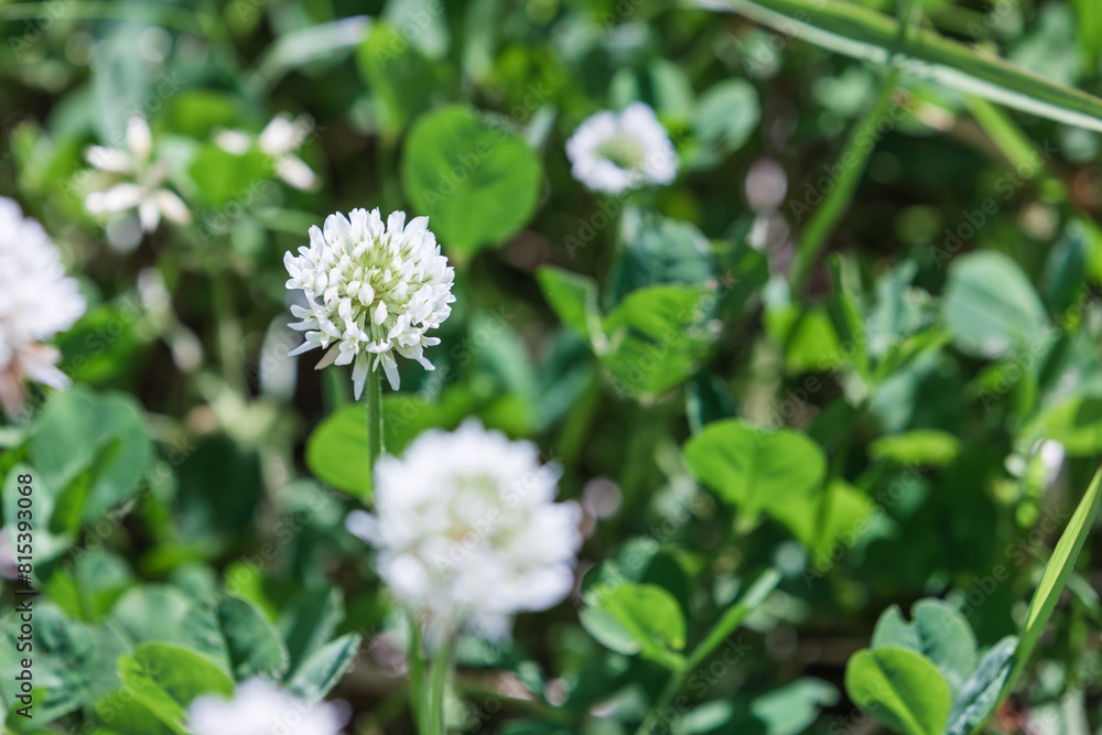 Close-up of shamrock flowers, warm sunlight in spring - shamrock, Trifolium repens Close-up of shamrock flowers, warm sunlight in spring - shamrock, Trifolium repens