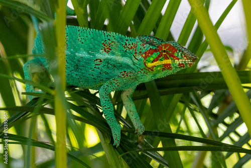 Ein kletterndes Pantherchamäleon Männchen in der Seitenansicht photo