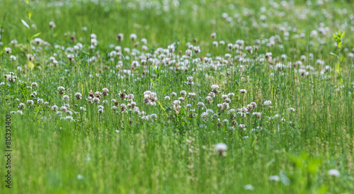 Spring lawn landscape with blooming clover flowers. Warm Sunshine - Trifolium repens