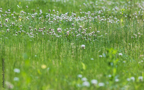 Spring lawn landscape with blooming clover flowers. Warm Sunshine - Trifolium repens