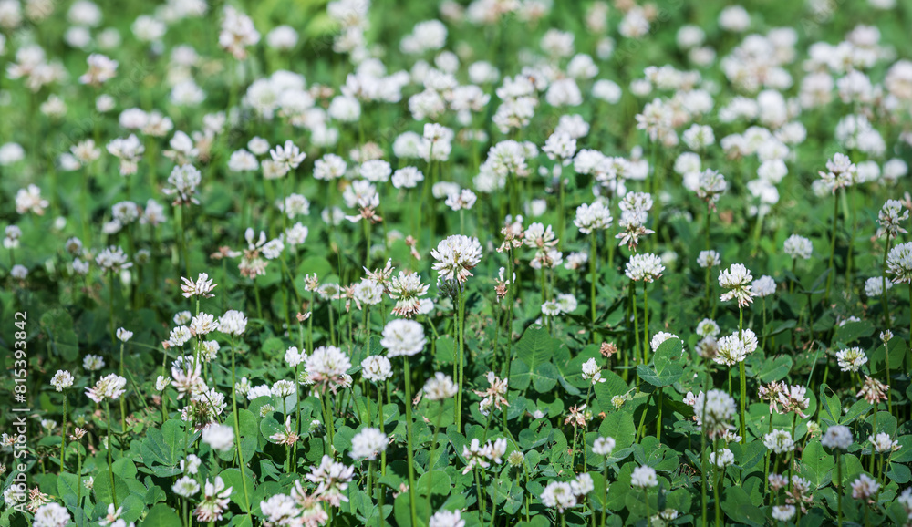A spring lawn filled with clover flowers. warm sunshine - shamrock, Trifolium repens
