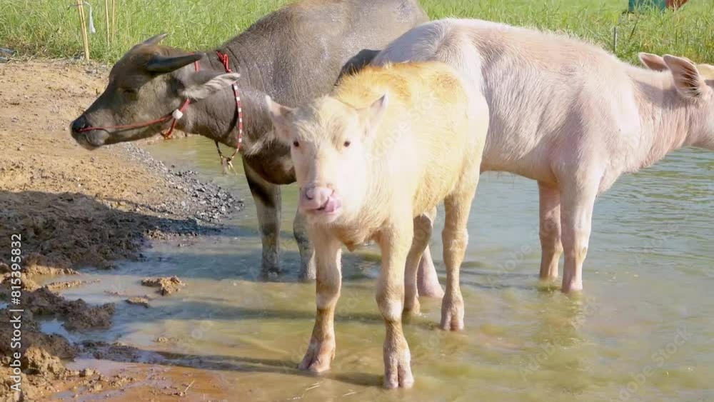 A herd of Albino buffalo, white buffalo plays in the water and looks at the camera in Thailand. A herd of Albino buffalo, white buffalo plays in the water and looks at the camera in Thailand.