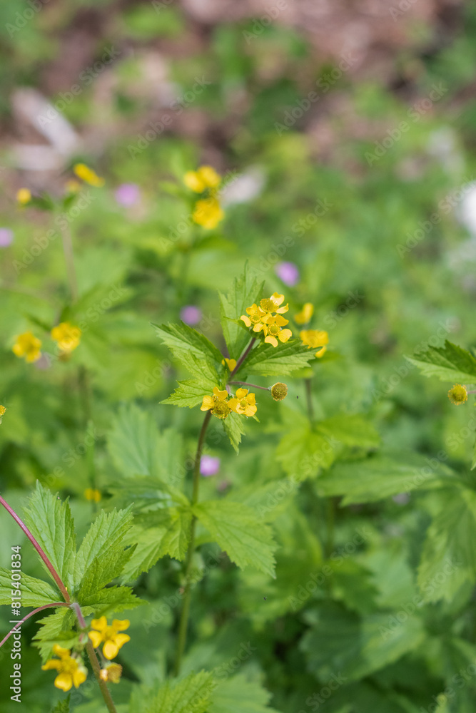 largeleaf avens (Geum macrophyllum)
largeleaf avens (Geum macrophyllum)