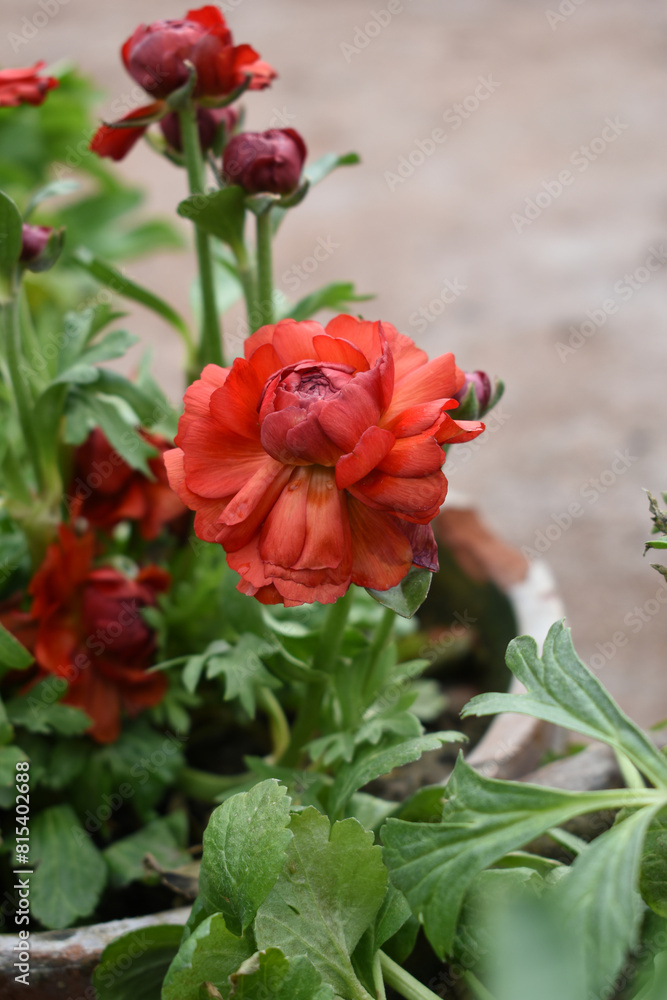 Fototapeta premium Beautiful red ranunculus flowers growing in an outdoor flower garden. ranunculus flower closeup, red blooming flower, rose flower