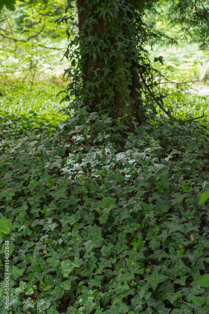English Ivy (Hedera Helix) English Ivy (Hedera Helix)