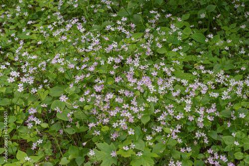 Schilderij op canvas Herb Robert (Geranium Robertainum)
