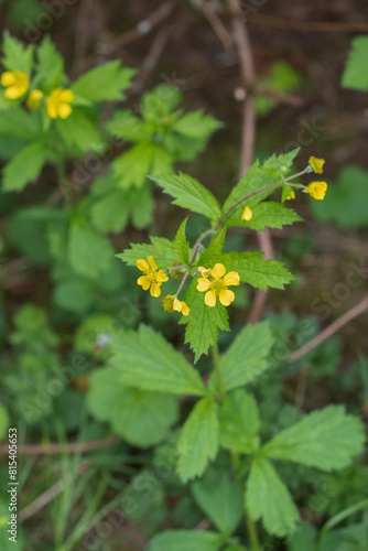 largeleaf avens (Geum macrophyllum) 