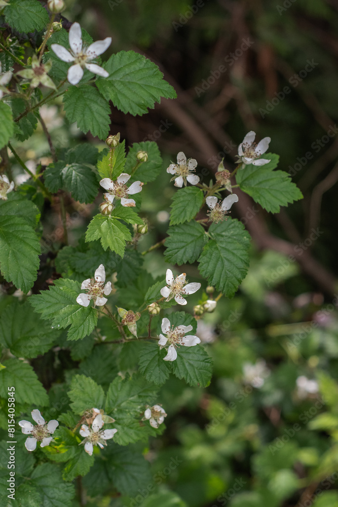 Pacific Blackberry (Rubus Ursinus) Pacific Blackberry (Rubus Ursinus)