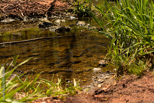 Fotografia creak
