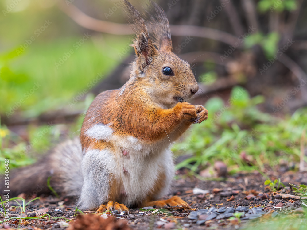 Squirrel eats a nut while sitting in green grass. Eurasian red squirrel, Sciurus vulgaris Squirrel eats a nut while sitting in green grass. Eurasian red squirrel, Sciurus vulgaris