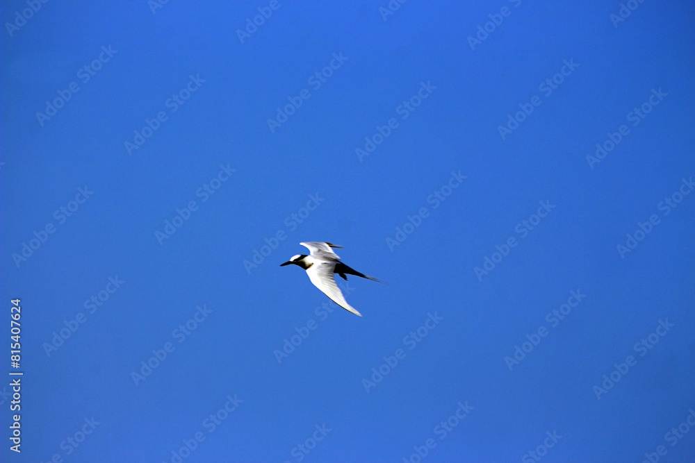 Fototapeta premium A seagull flies under the clear blue sky