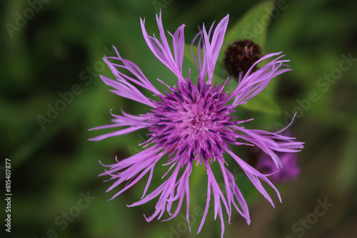 Close-up of pink flowers of Centaurea phrygia  also called Wig knapweed in the meadow 