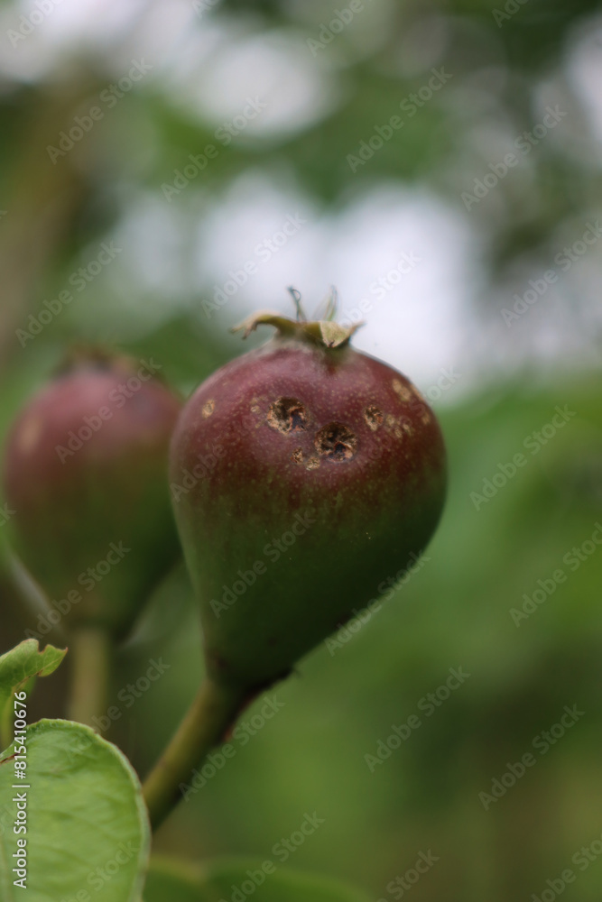 Hailstones holes and damages on Pear tree with fruits and leaves after a storm. Hail storm in the orchard Hailstones holes and damages on Pear tree with fruits and leaves after a storm. Hail storm in the orchard
