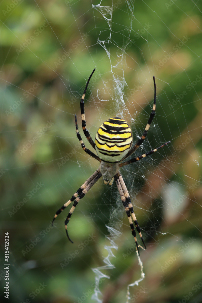 Close-up of Wasp spider on his web. Black and yellow striped Argiope bruennichi wasp spider Close-up of Wasp spider on his web. Black and yellow striped Argiope bruennichi wasp spider