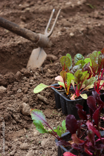 Soil preparation before planting colorful Chards in the vegetable garden photo