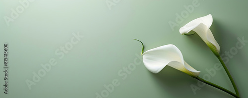 White calla lily on muted light green background. Minimalist Zantedeschia Condolences card. with Copy space.