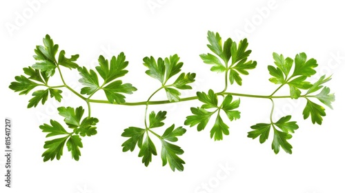 Parsley sprig on a white background