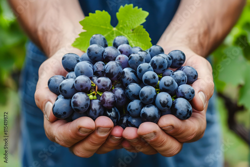 A farmer's hands pick ripe grapes in a vineyard during harvest. The image can be used for agricultural, organic farming, and rural lifestyle themes.