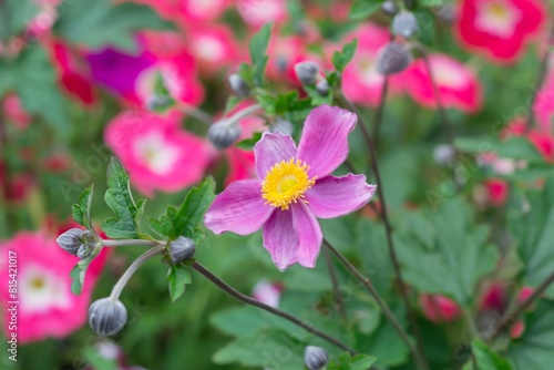 Pink autumn anemones on a natural background.