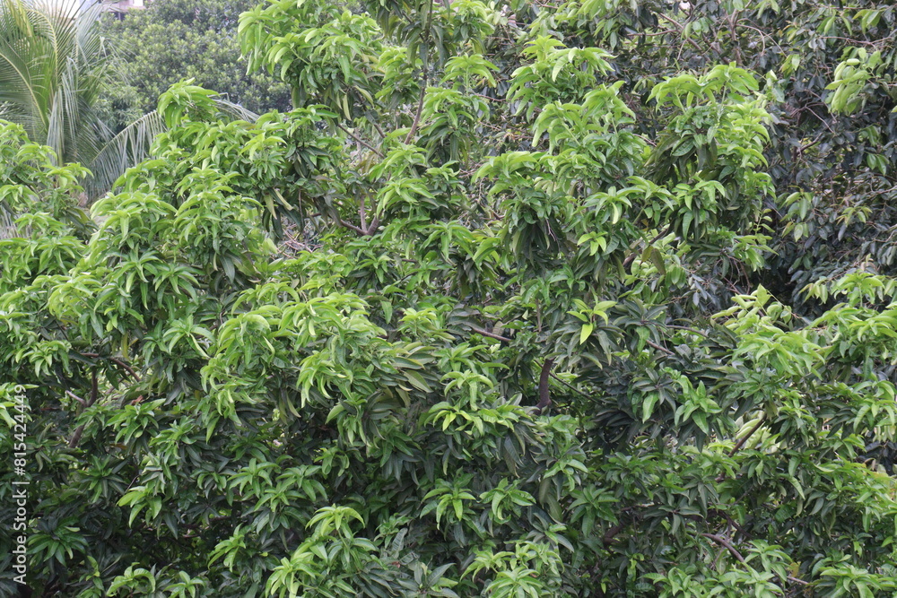 Mango plant on farm for harvest are cash crops Mango plant on farm for harvest are cash crops