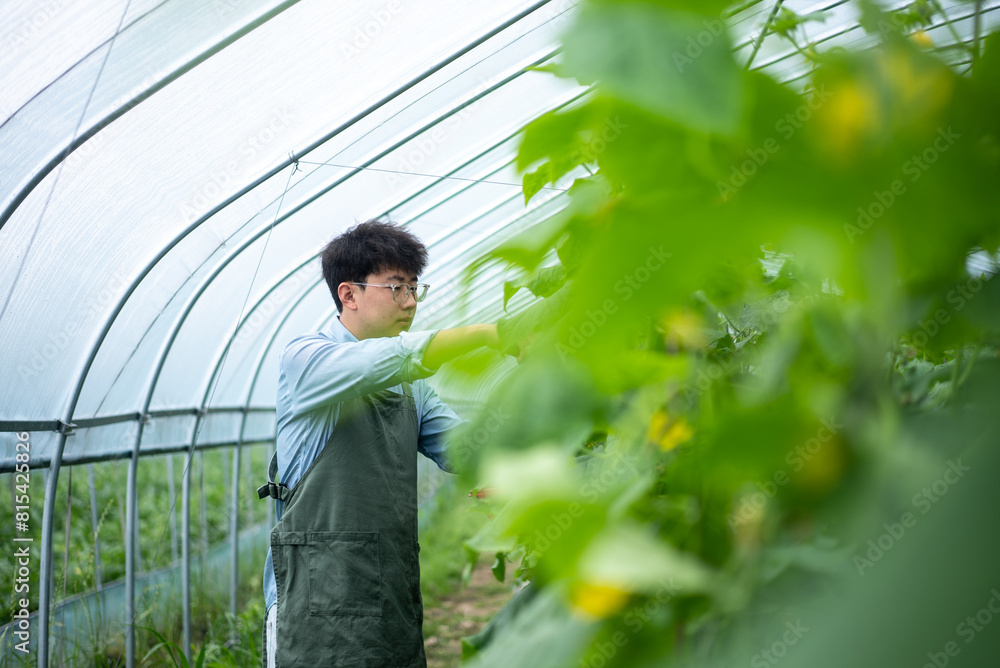 people harvesting cucumber in field people harvesting cucumber in field