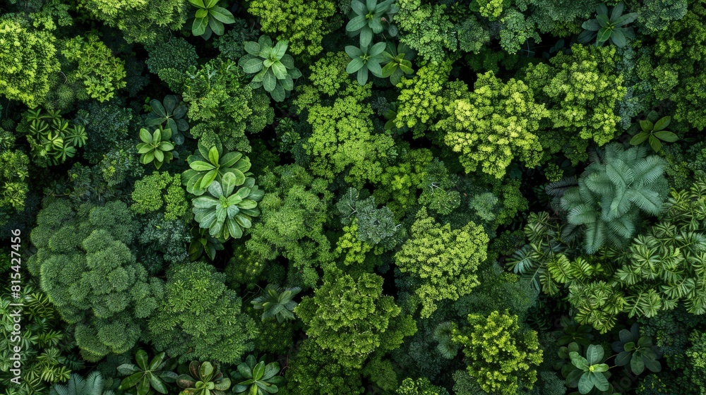 Lush Forestscape from Aerial Perspective Lush Forestscape from Aerial Perspective