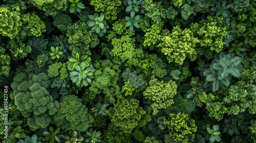 Lush Forestscape from Aerial Perspective