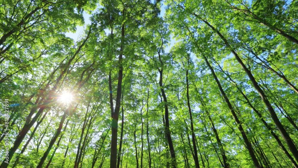 Green forest. Tree with green Leaves and sun light. Green forest. Tree with green Leaves and sun light.