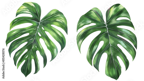 Two monstera leaves illustration isolated on white background