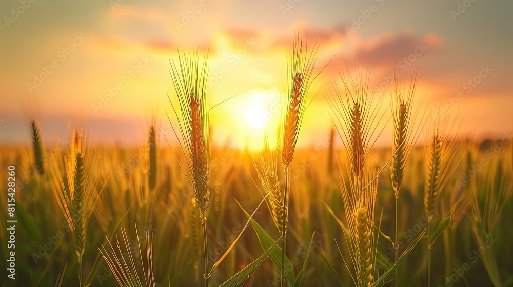 Serene Sunrise or Sunset Over Wheat Field Serene Sunrise or Sunset Over Wheat Field