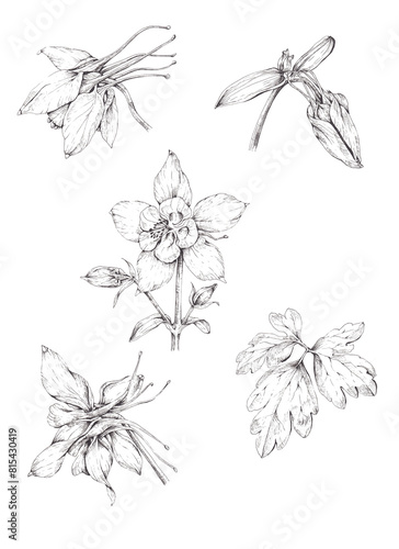 Foto Set of hand-drawn black and white illustration of columbine flowers, isolated on