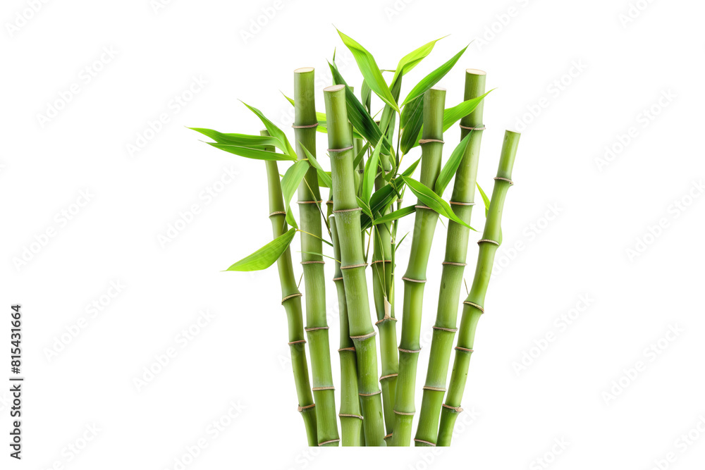 Bamboo shoots isolated on transparent background Bamboo shoots isolated on transparent background