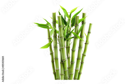 Bamboo shoots isolated on transparent background