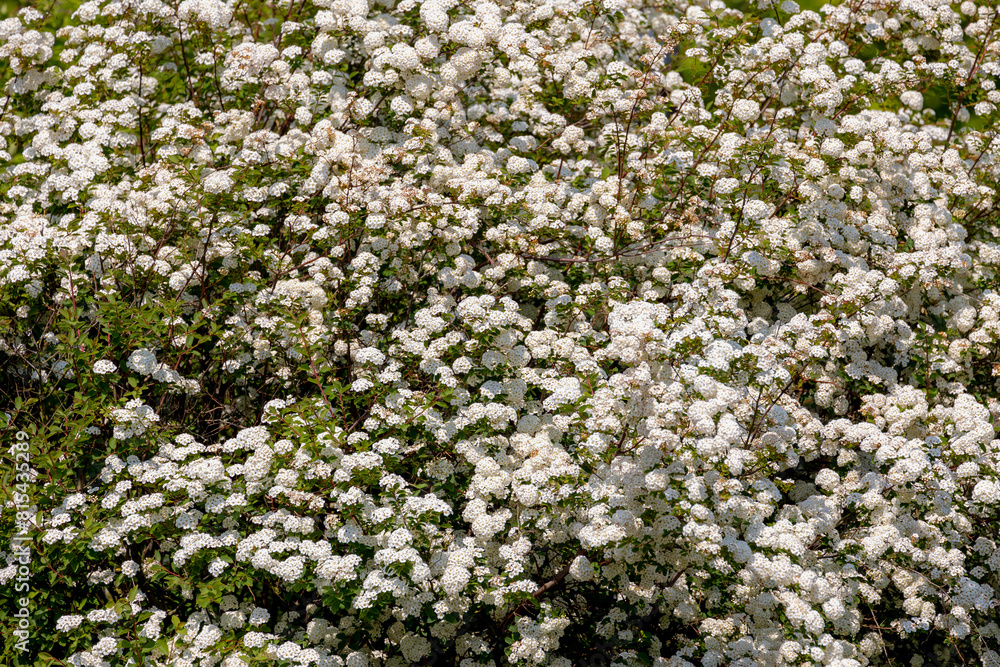 Selective focus bushes of small bowl-shaped white flowers with green leaves in the garden, Spiraea nipponica is a species of flowering plant in the family Rosaceae, Natural pattern, Floral background. Selective focus bushes of small bowl-shaped white flowers with green leaves in the garden, Spiraea nipponica is a species of flowering plant in the family Rosaceae, Natural pattern, Floral background.